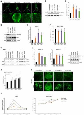 Crosstalk Between Chaperone-Mediated Protein Disaggregation and Proteolytic Pathways in Aging and Disease